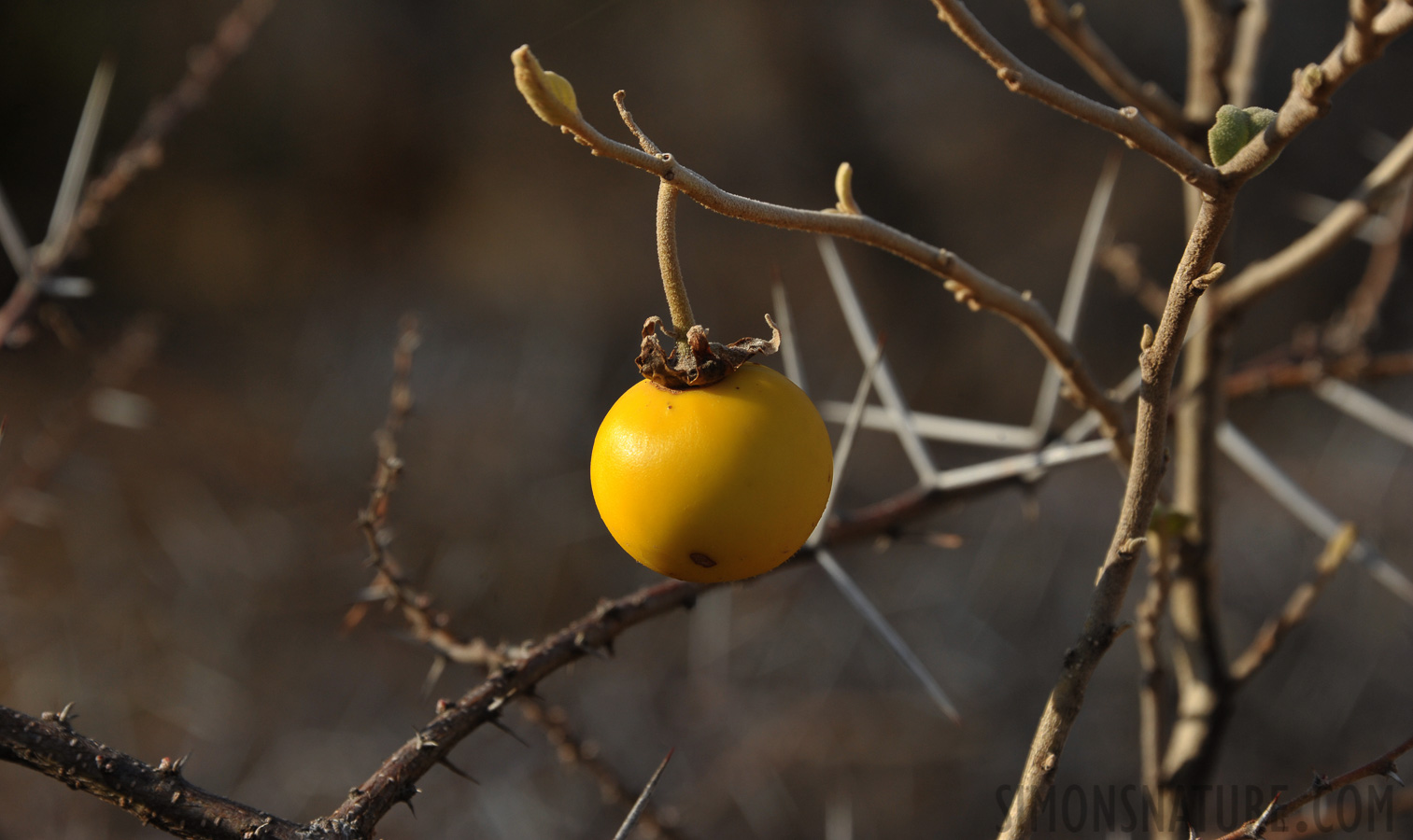 [300 mm, 1/640 Sek. bei f / 9.0, ISO 400]